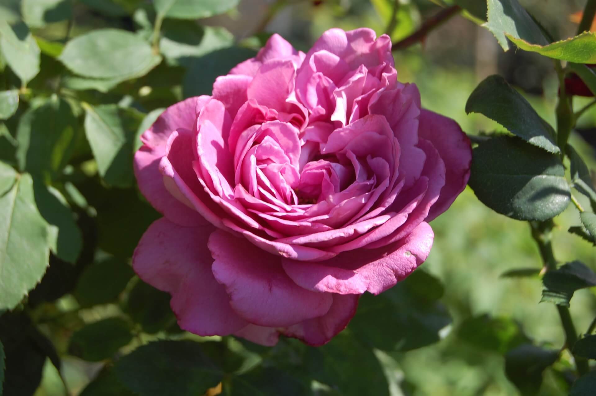 Чайно-гибридная роза клод брассер (claude brasseur): характеристика и описание сорта с фото, отзывы садоводов.