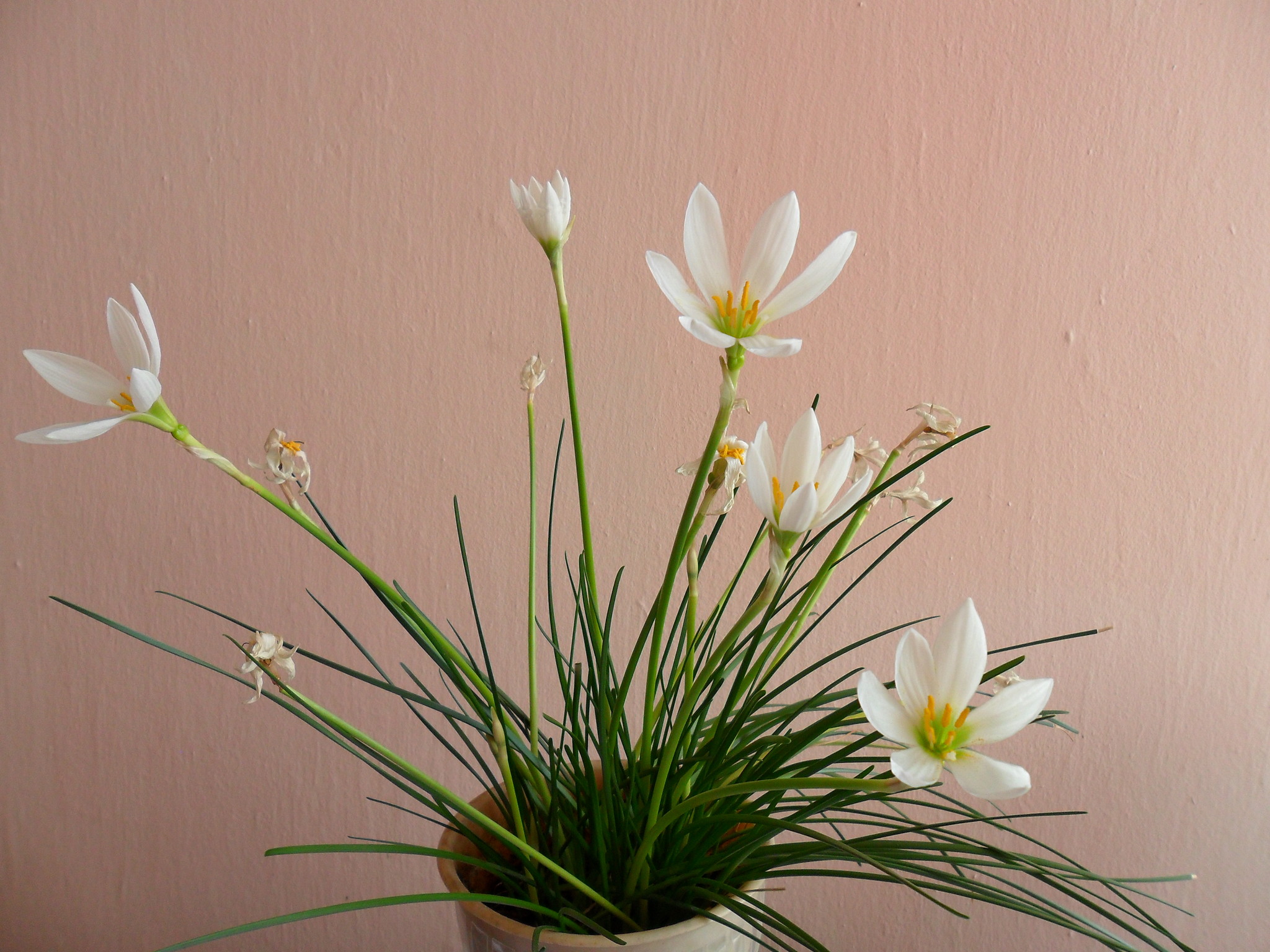Посадка зефирантеса: как ухаживать в домашних условиях, почему не цветет