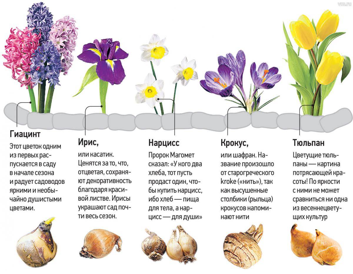 Тюльпаны. выращивание от а до я. посадка, подкормка, размножение, обрезка. фото — ботаничка