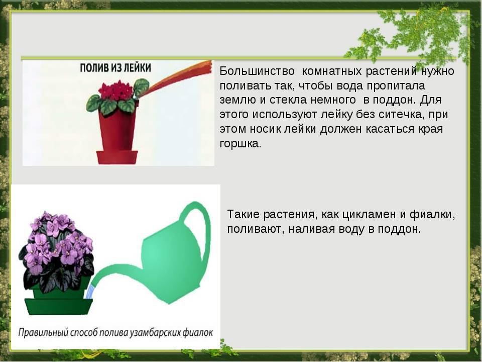 ᐉ вода для полива растений: полезная и вредная вода для цветов - roza-zanoza.ru