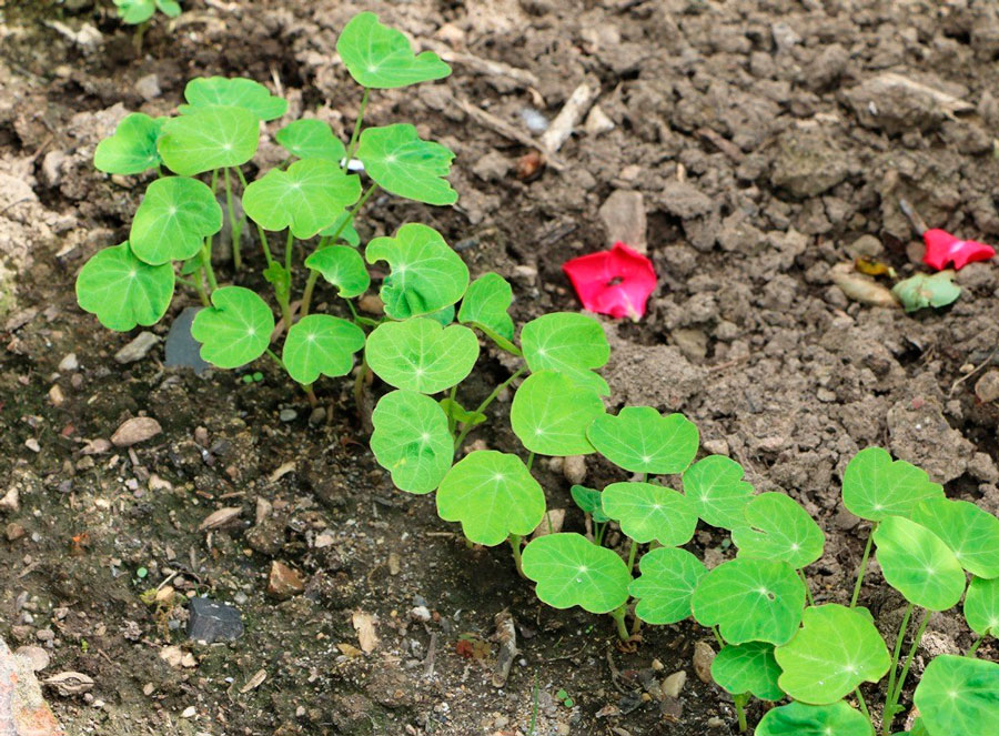 Настурция: фото цветка, выращивание, посадка и уход в открытом грунте