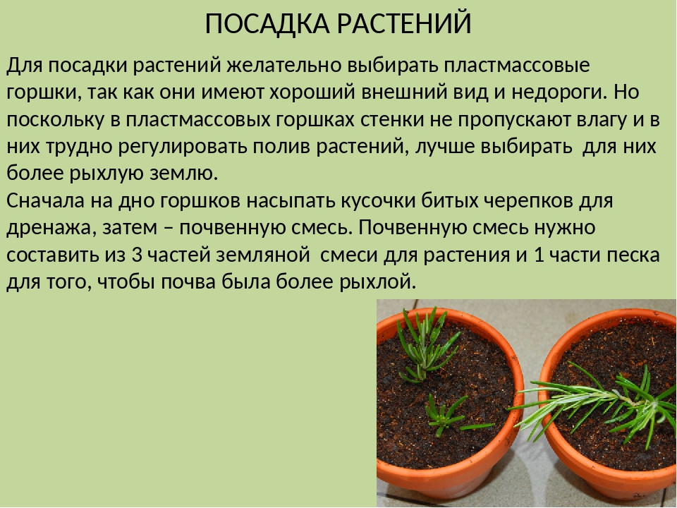 Розмарин: выращивание в квартире в горшке, посадка и уход в домашних условиях