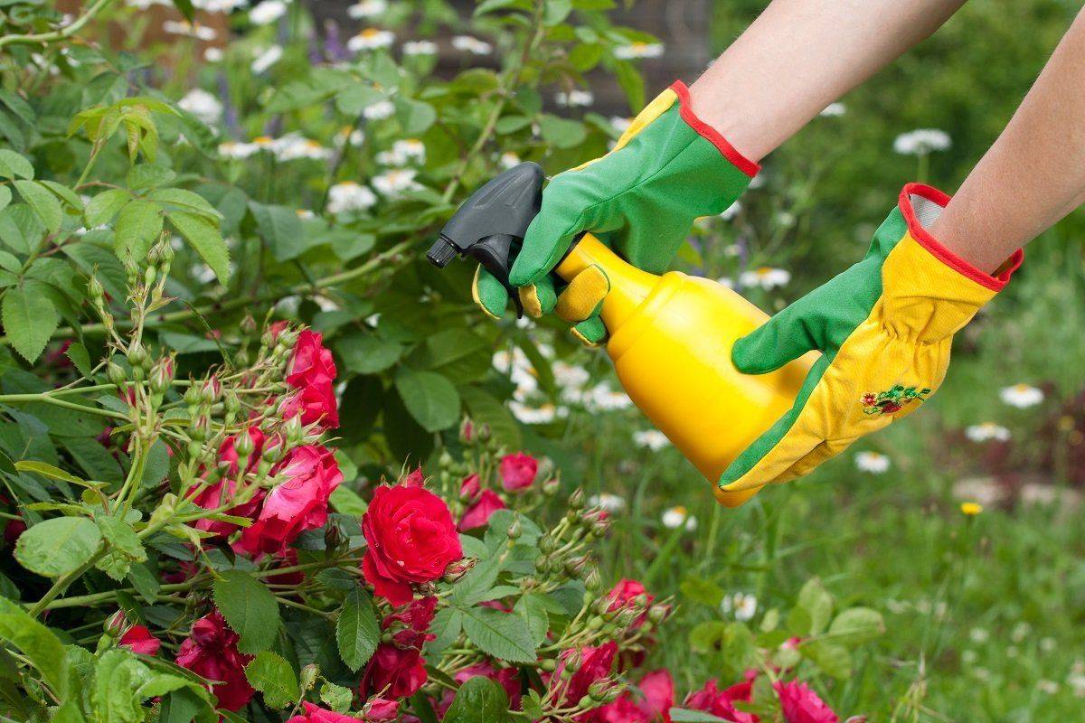 Чем удобрять розы при посадке, летом и весной: органические и минеральные удобрения