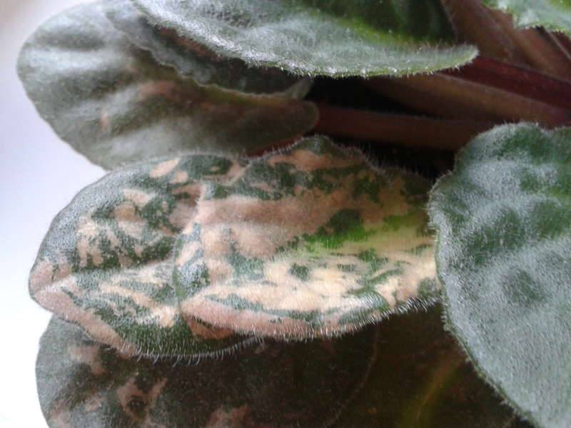 Болезни листьев у фиалки: описания с фото и способы лечения
