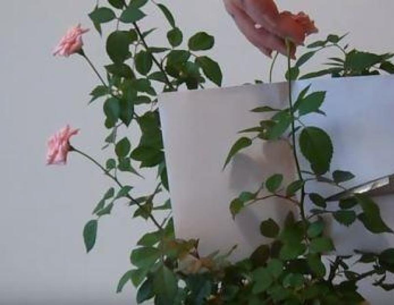 Домашняя роза: размножение и уход