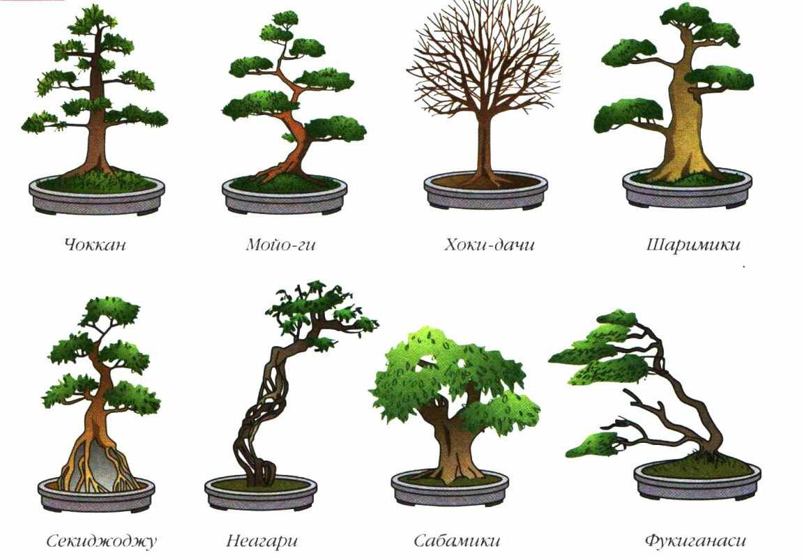 Какие деревья подходят для бонсай: список и фото