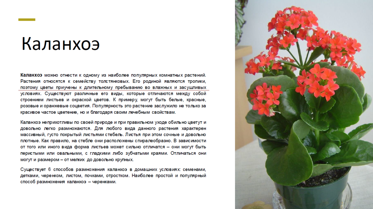 Каланхоэ - размножение листом и черенками в домашних условиях, особенности выращивания - sadovnikam.ru