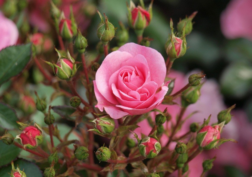 Розы спрей: сорта, +30 фото, описание, посадка и уход в саду