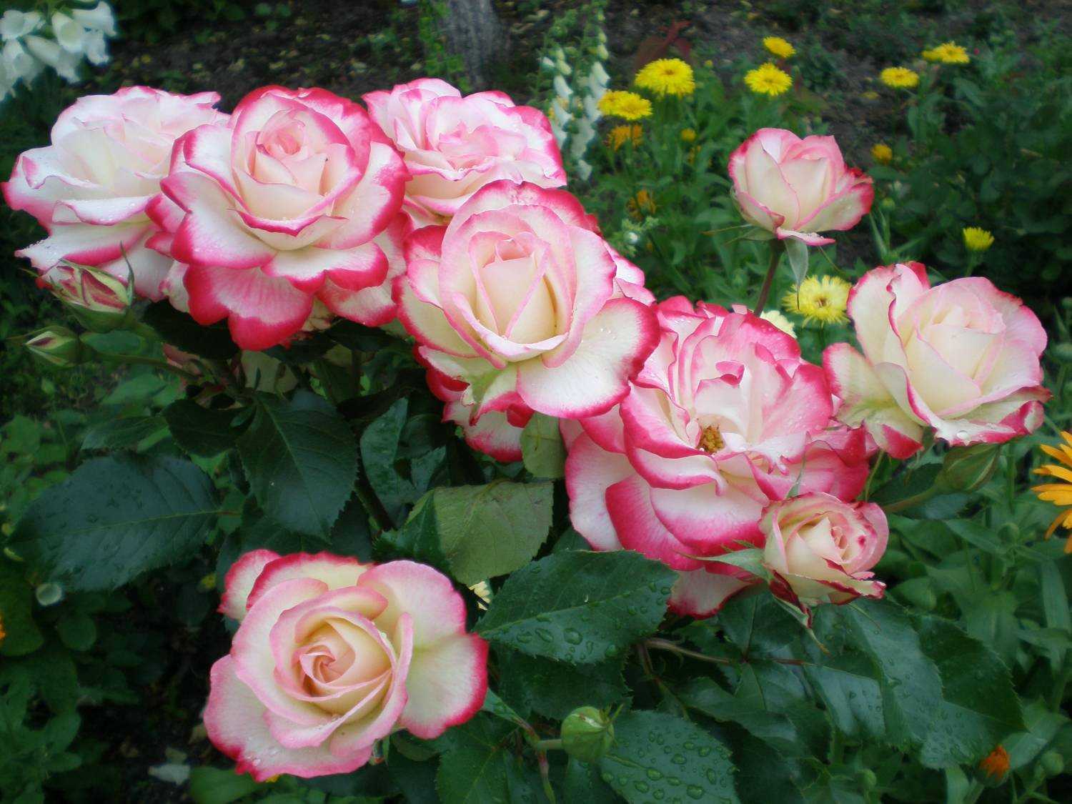 Розы флорибунда: сорта, фото, описание - roza-i-fialka.ru