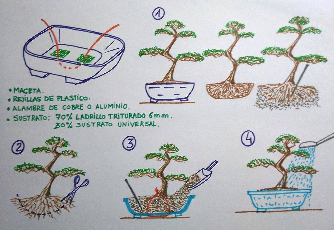 Бонсай: как вырастить дерево в домашних условиях своими руками, посадка семян и уход