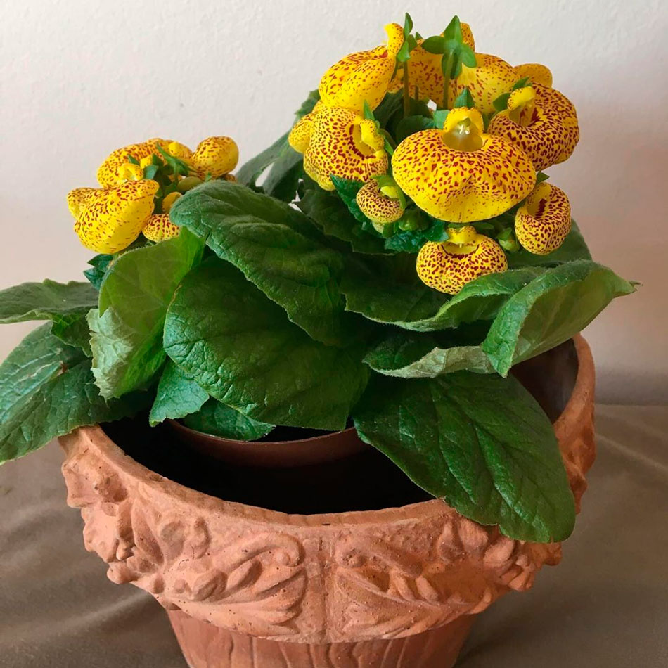 ᐉ цветок кальцеолярия: уход в домашних условиях, фото, выращивание из семян, размножение - roza-zanoza.ru