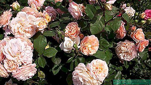 Роза пенни лейн (penny lane) — характеристики сортового растения