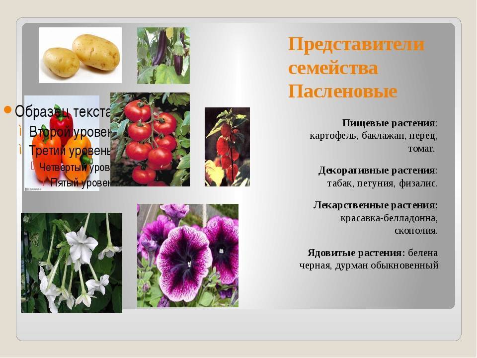 Растения семейства пасленовые: особенности выращивания, виды – плодовые и декоративные