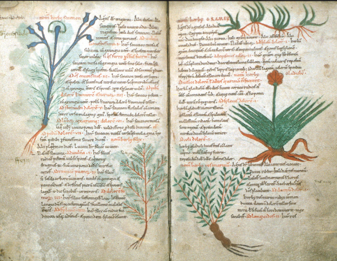Самые волшебные травы у славян и их названия. легенда о цветке папоротника (купала) и как его найти