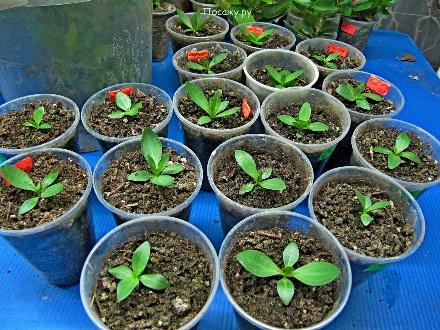 Цветок эустома (лизиантус) (100 фото) — посадка и уход в домашних условиях. необыкновенное растение в вашем саду +отзывы