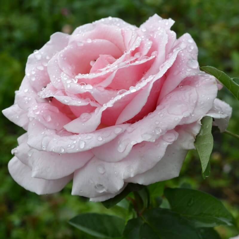 Роза моника: описание сорта, особенности выращивания