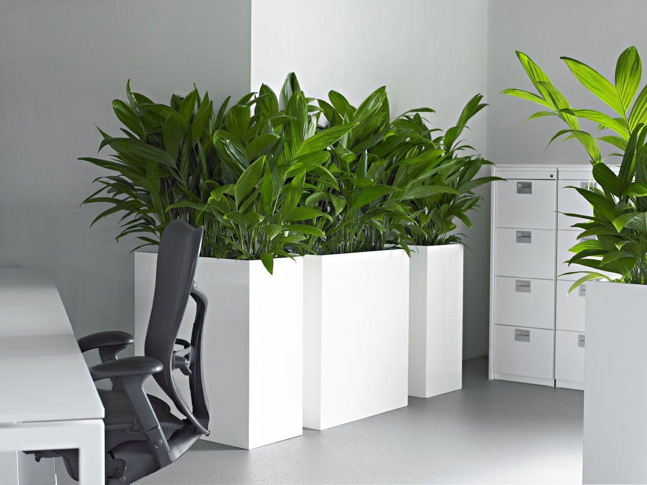 Лучшие неприхотливые растения для офиса. список комнатных растений для офиса. фото — ботаничка
