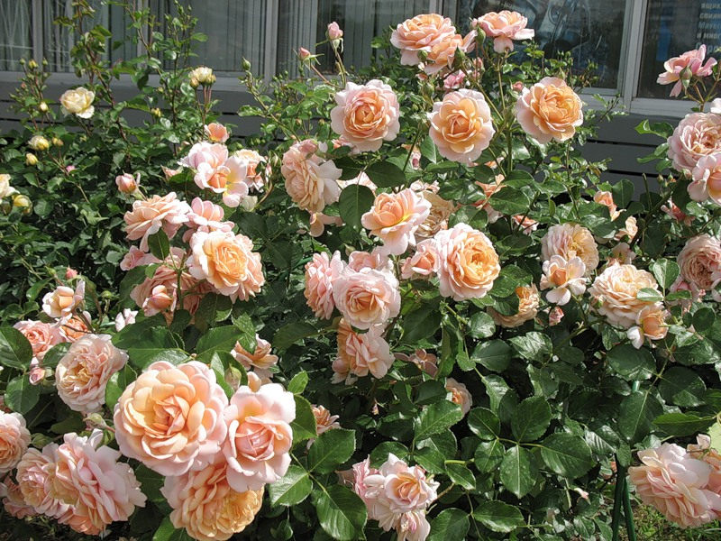 Роза парковая терракота(саженец класса аа+) высший сорт