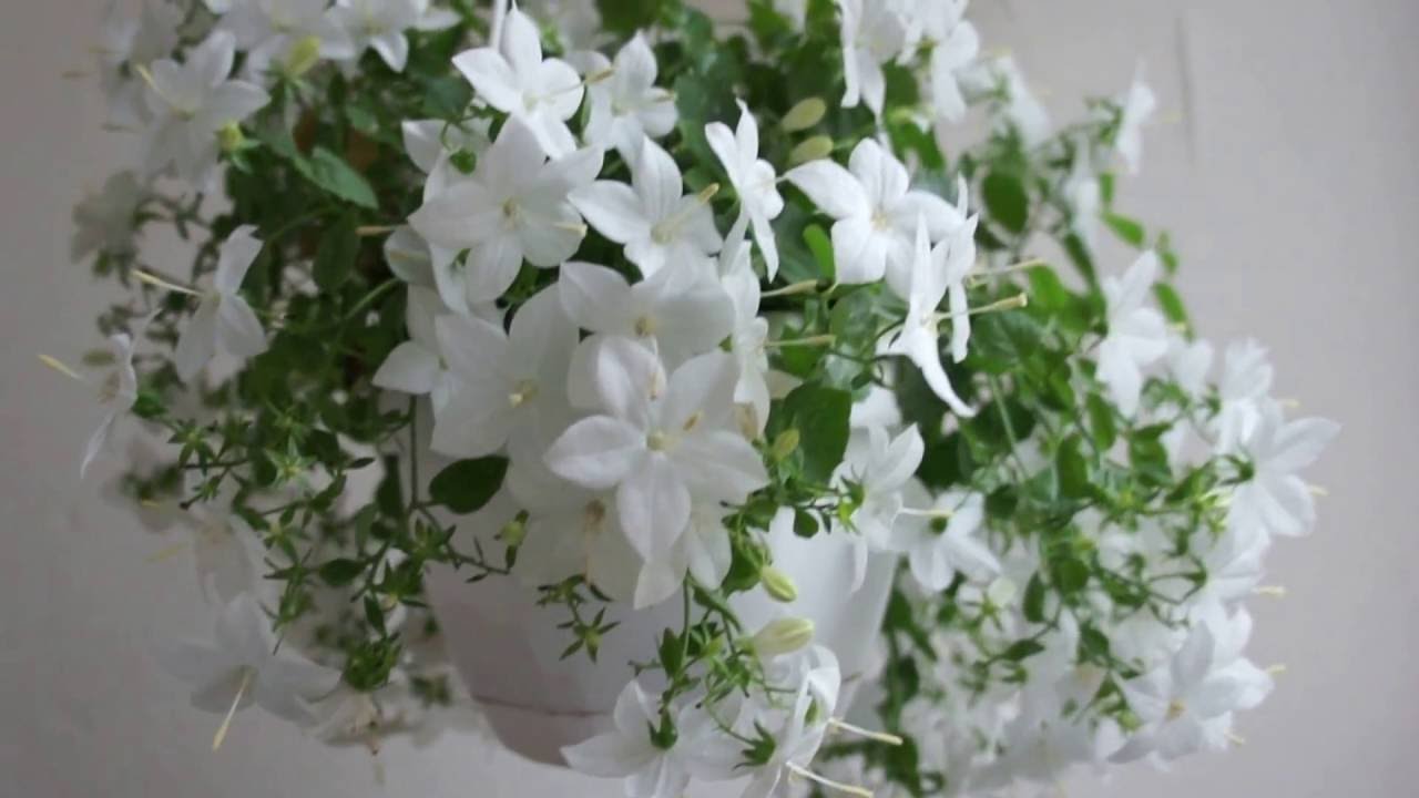 Комнатный цветок "невеста": как ухаживать после покупки - sadovnikam.ru