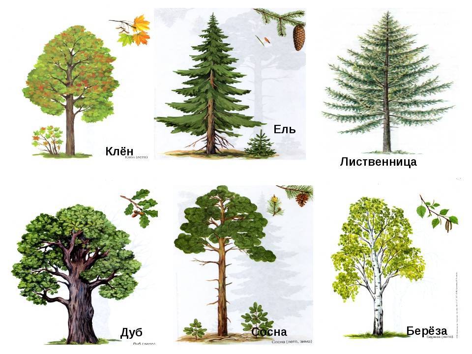 Сколько живут деревья: продолжительность жизни лиственных, хвойных и фруктовых деревьев