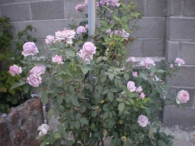 Роза плетистая индиголетта (indigoletta): фото и описание, отзывы, сиреневый сорт в ландшафтном дизайне, чем отличается от инголетты