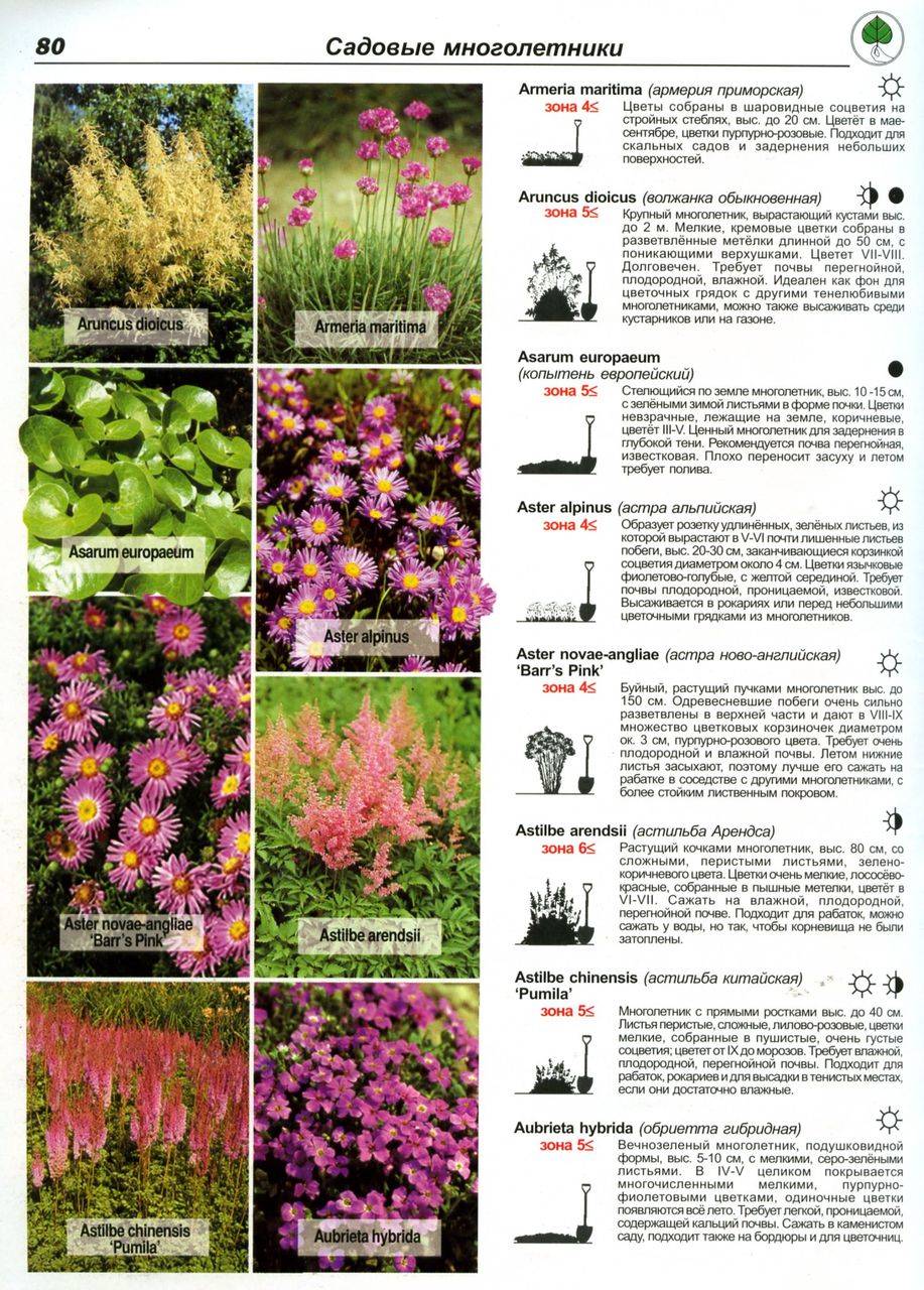 Садовые многолетние цветы: описание и фото, названия луковичных - rostok.guru
