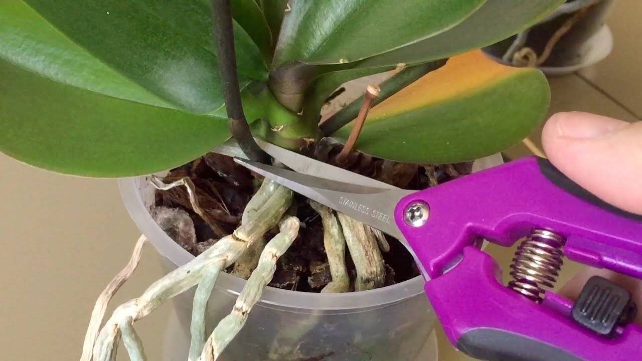 Орхидея после цветения: нужно ли обрезать цветонос и можно или нет удалять стебли и ствол до того, как они увянут и пожелтеют, как купировать стрелки?