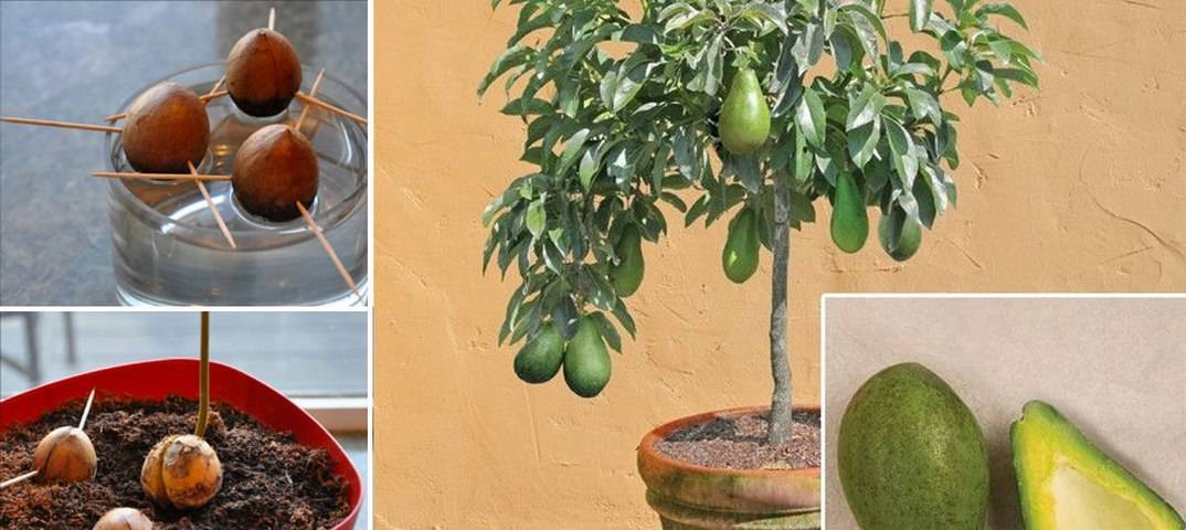 Как в домашних условиях вырастить авокадо из косточки