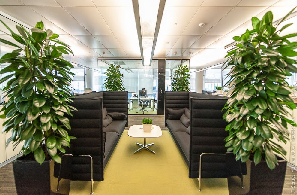 Цветы для офиса: какие неприхотливые и тенелюбивые комнатные растения лучше поставить на работе?
