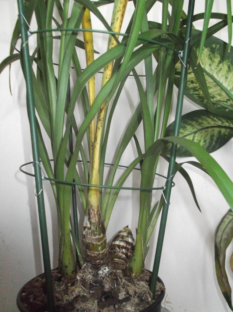 Орхидея цимбидиум: уход в домашних условиях, выращивание, полив, пересадка и размножение бульбой, фото и видео появления стрелочки из цветка cymbidium