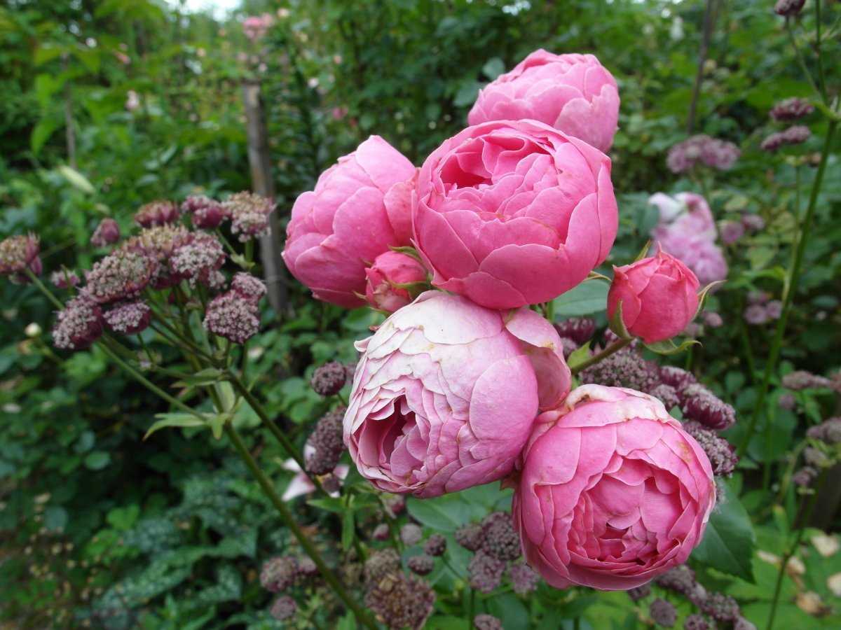Роза помпонелла (pomponella) — характеристики сортового кустарника