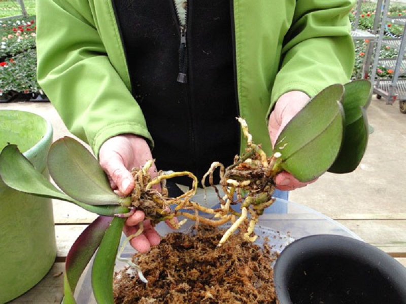 Орхидея, как правильно размножать? | cельхозпортал