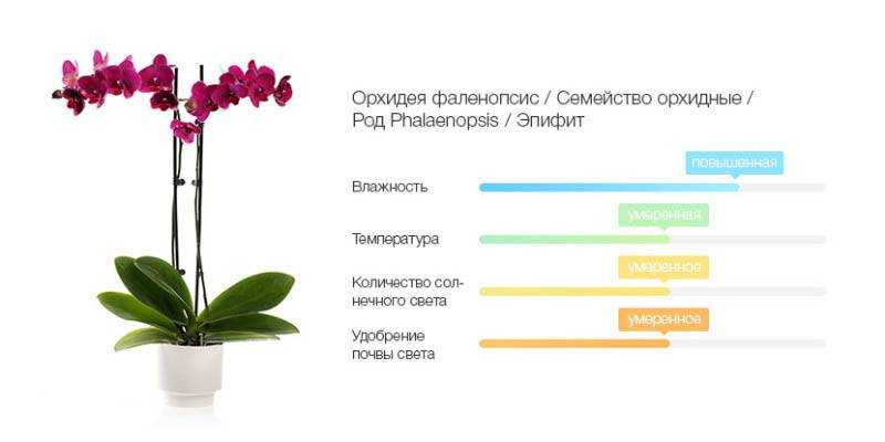 Фаленопсис уход в домашних условиях цветение, пересадка, болезни