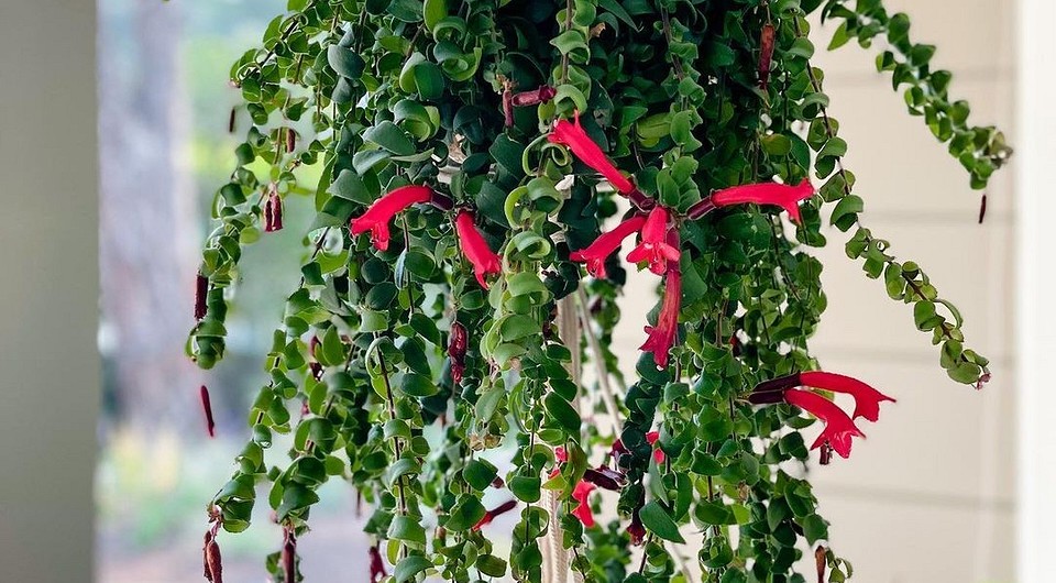 Великолепные декоративные цветы «эсхинантус»: его виды и фото