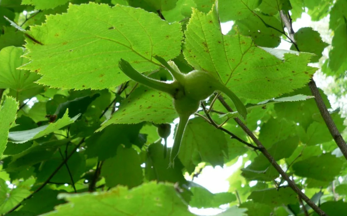 Лещина маньчжурская Corylus mandshurica