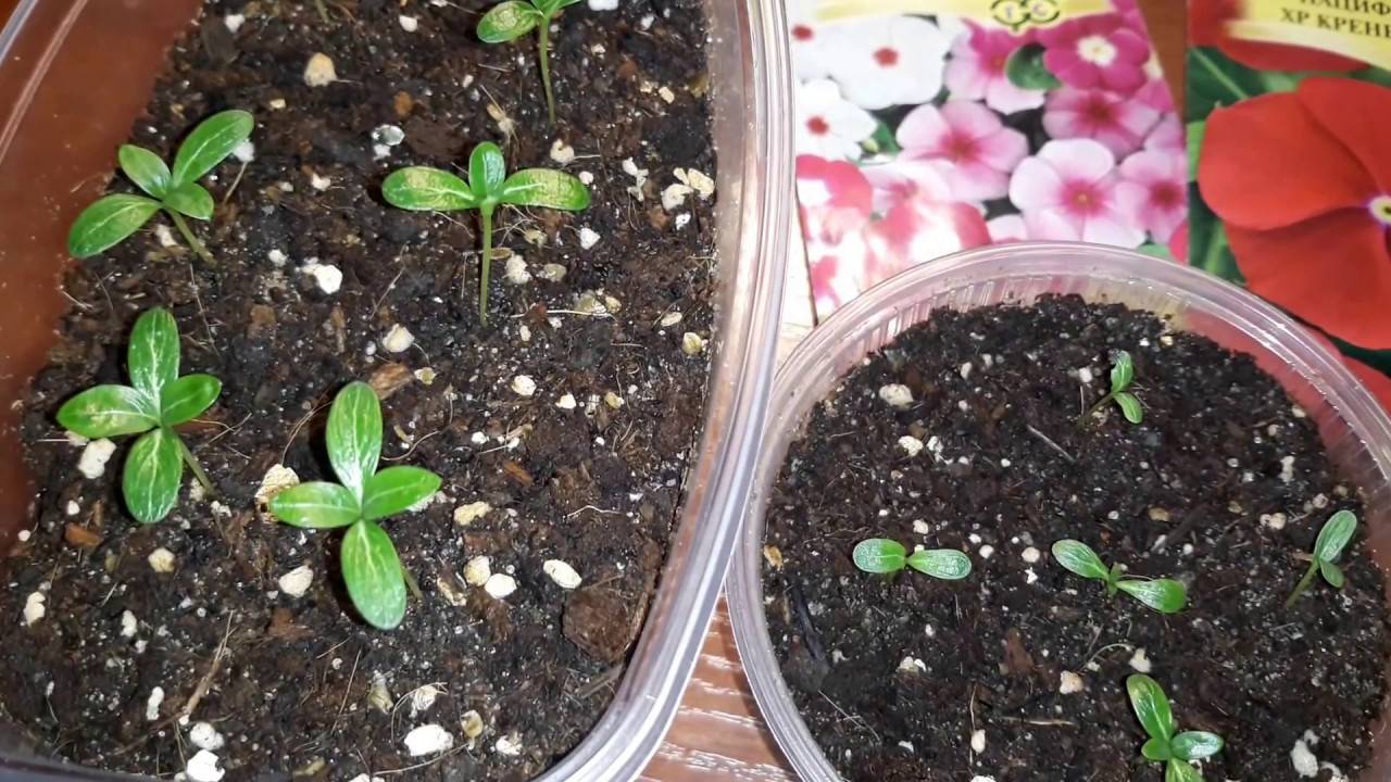 Катарантус цветок ампельный: выращивание и уход в домашних условиях