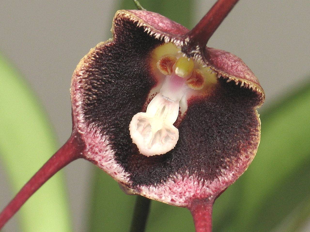 Орхидея дракула — особенная во всём. уход в домашних условиях. фото — ботаничка