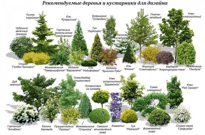 Хвойные растения для озеленения сада: виды и сорта, какие лучше посадить