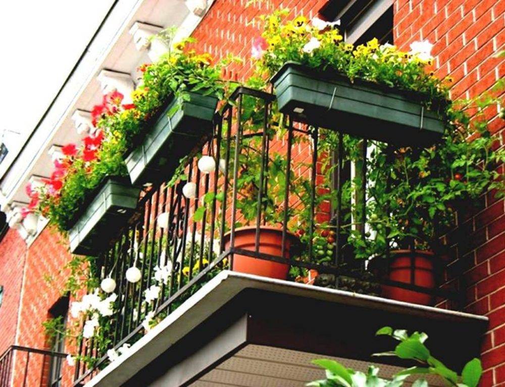 19 цветов и растений для балкона: 80 фото, принципы оформления и правильный уход за растениями