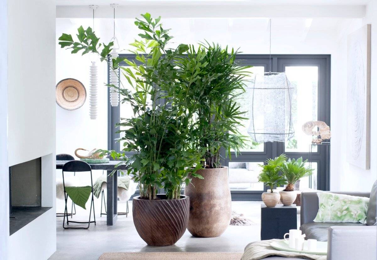 Комнатные растения в интерьере квартиры и дома (фото),