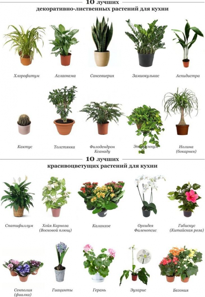 Комнатные растения – какие бывают, как подобрать для несложного ухода. самые красивые домашние цветы. ядовитые растения