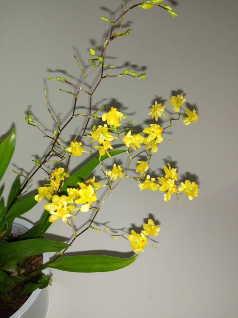 Цветок орхидея онцидиум уход и размножение в домашних условиях, виды и фото