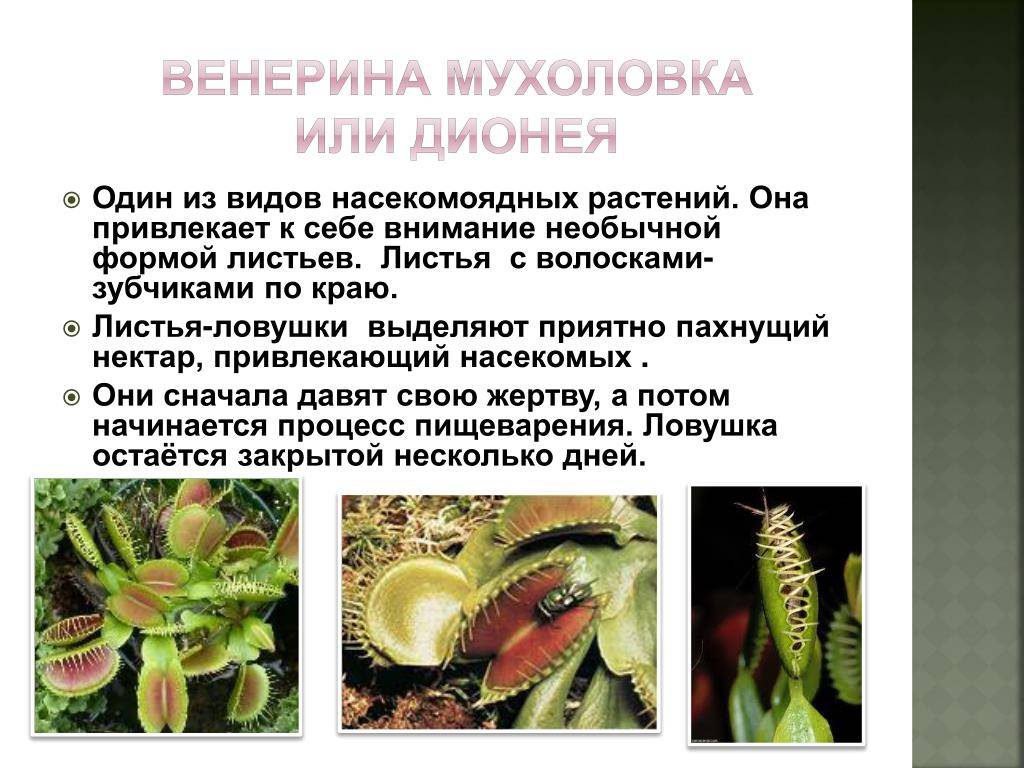 Венерина мухоловка в домашних условиях: уход, фото цветка