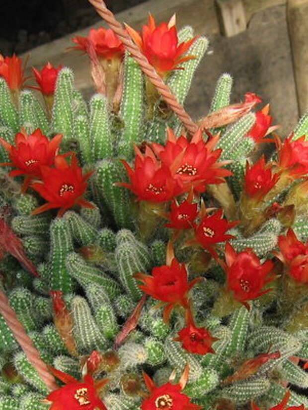 Кактус хамецереус сильвестри: фото, разновидности кактусов