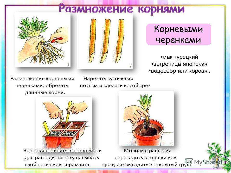 Выращивание руэллии в домашних условиях