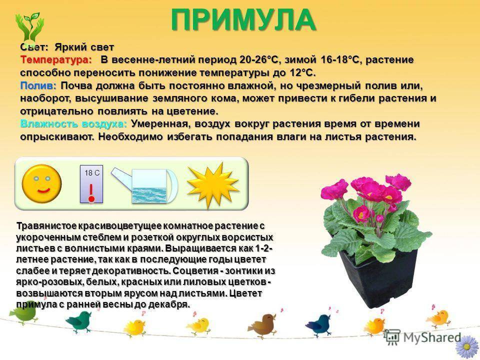 Цветок колеус (39 фото): гибридный, блюме, визард, уход в домашних условиях, родина комнатного, выращивание из семян