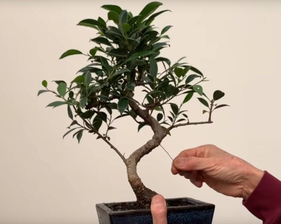 Искусство создания деревца бонсай из фикуса. фикус микрокарпа: уход и содержание в домашних условиях