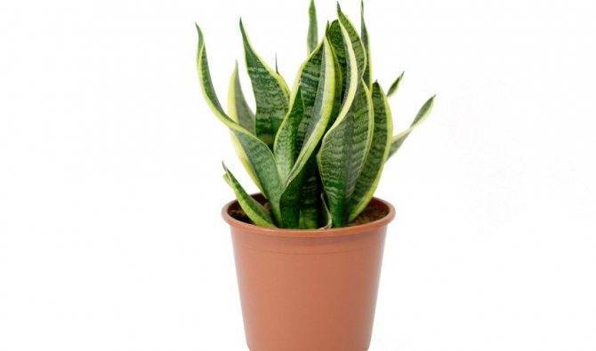 Сансевиерия — исключительно выносливое растение для украшения интерьера. уход в домашних условиях. фото — ботаничка