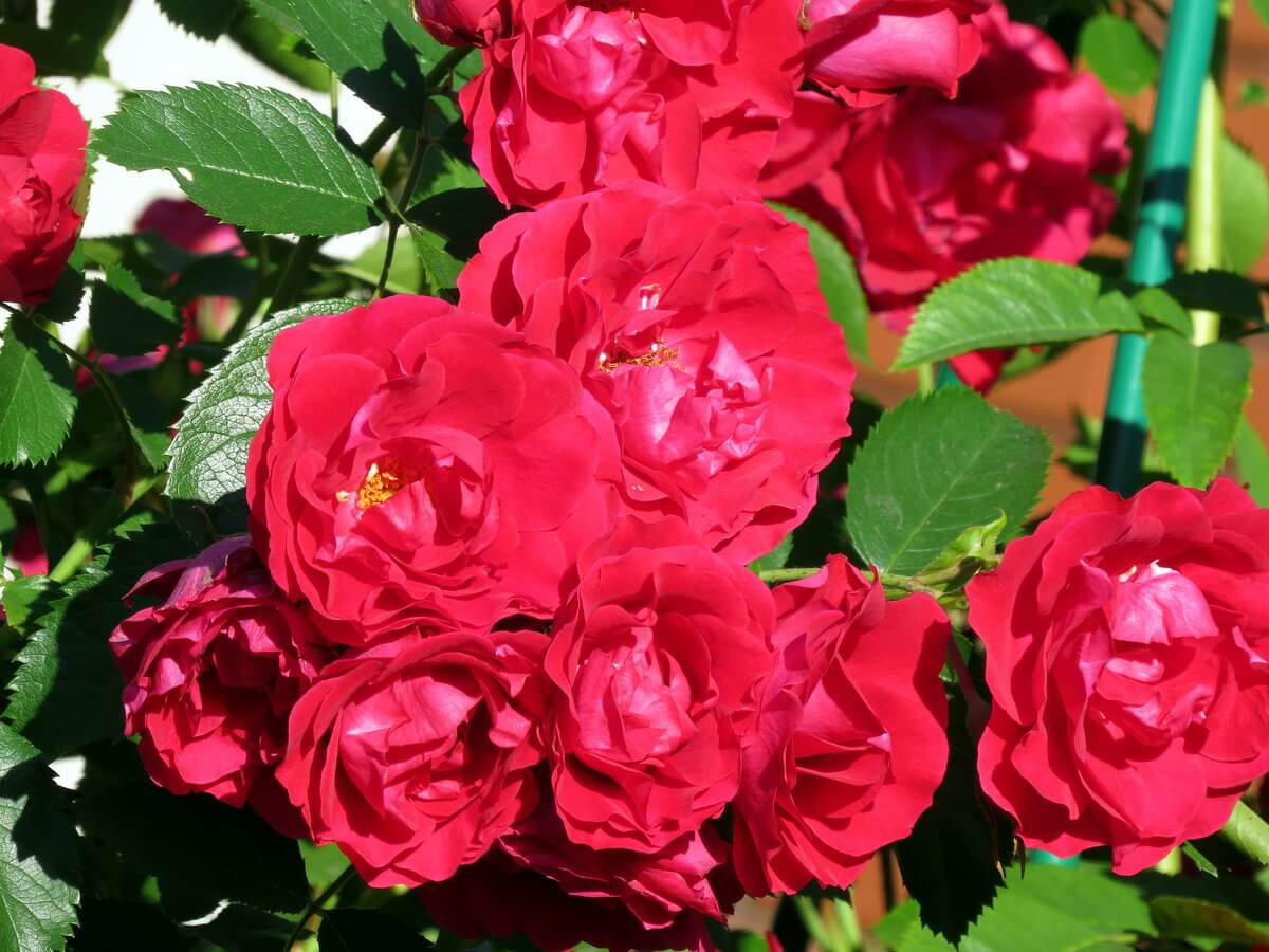 Фламентанц роза - внешний вид, характеристики и описание