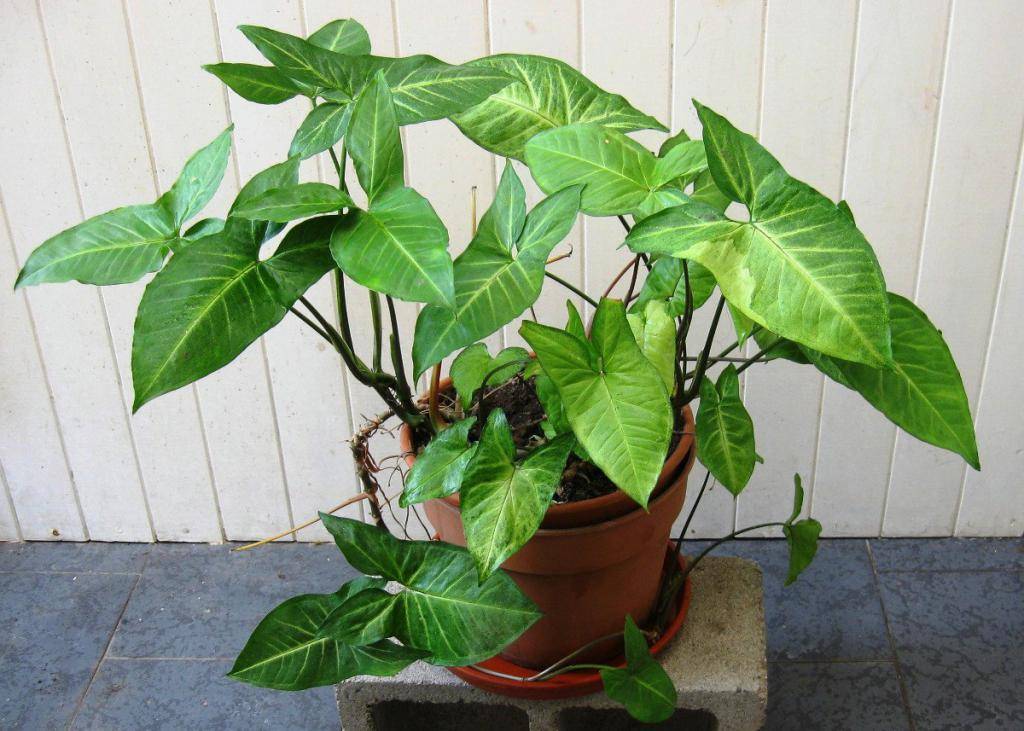  растение сингониум – уход в домашних условиях, описание, виды и сорта с фото, размножение